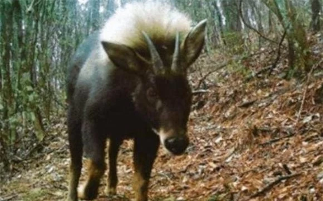 Loài vật quý hiếm bậc nhất hành tinh bất ngờ tái xuất sau 500.000 năm tuyệt tích- Ảnh 1.