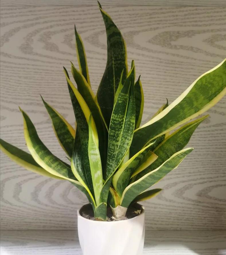 Tôi khuyên bạn đừng trồng cây lưỡi hổ trong nhà nữa: Bốn lý do khiến ai giữ cũng hối hận- Ảnh 4.