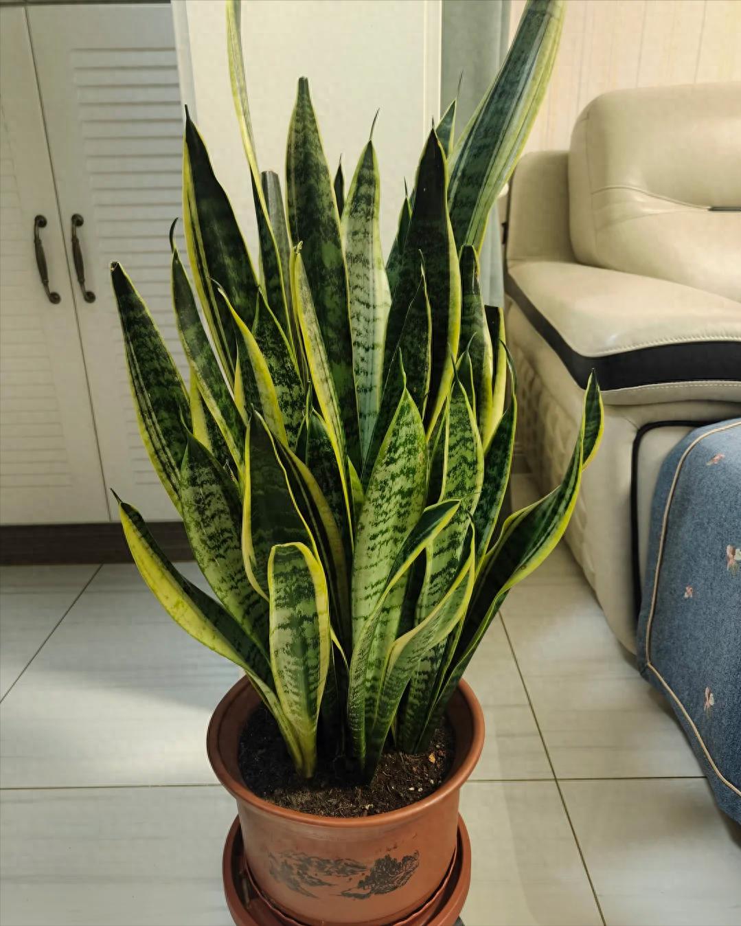 Tôi khuyên bạn đừng trồng cây lưỡi hổ trong nhà nữa: Bốn lý do khiến ai giữ cũng hối hận- Ảnh 1.