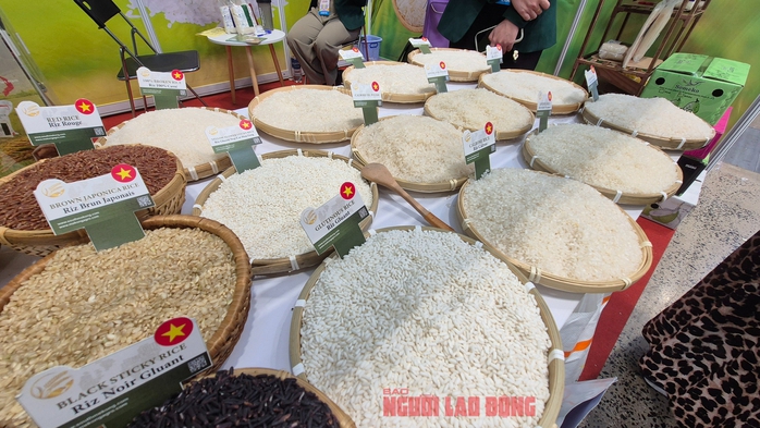 Chủ tịch VFA nói gì về việc Philippines dừng nhập khẩu gạo đến hết năm 2025?- Ảnh 1.