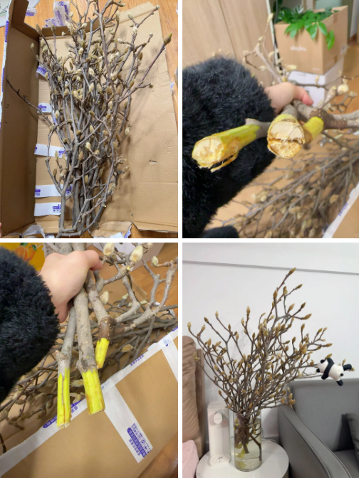 “Cành cây khô” giá bạc triệu khiến hội chị em phát sốt: Mộc lan chơi được cả tháng, nở rộ như tranh nếu biết chăm đúng cách- Ảnh 2. “Cành cây khô” giá bạc triệu khiến hội chị em phát sốt: Mộc lan chơi được cả tháng, nở rộ như tranh nếu biết chăm đúng cách- Ảnh 2.