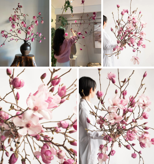 “Cành cây khô” giá bạc triệu khiến hội chị em phát sốt: Mộc lan chơi được cả tháng, nở rộ như tranh nếu biết chăm đúng cách- Ảnh 3. “Cành cây khô” giá bạc triệu khiến hội chị em phát sốt: Mộc lan chơi được cả tháng, nở rộ như tranh nếu biết chăm đúng cách- Ảnh 3.