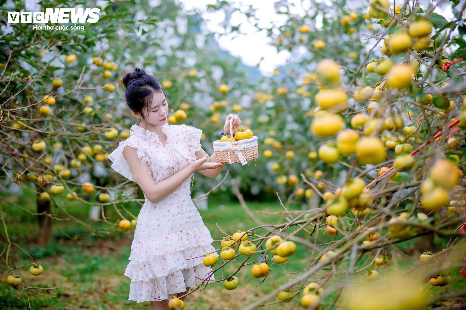 Cao nguyên Mộc Châu rực rỡ mùa hồng chín, níu chân du khách gần xa- Ảnh 2.