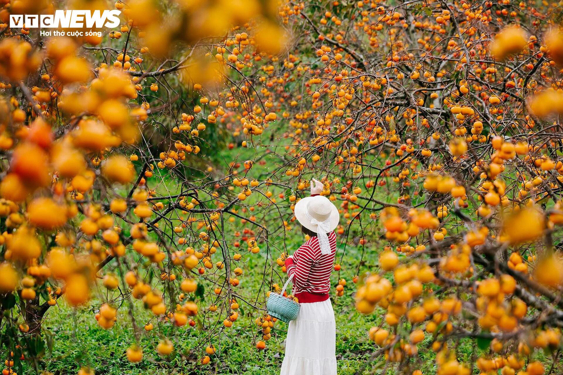 Cao nguyên Mộc Châu rực rỡ mùa hồng chín, níu chân du khách gần xa- Ảnh 3.