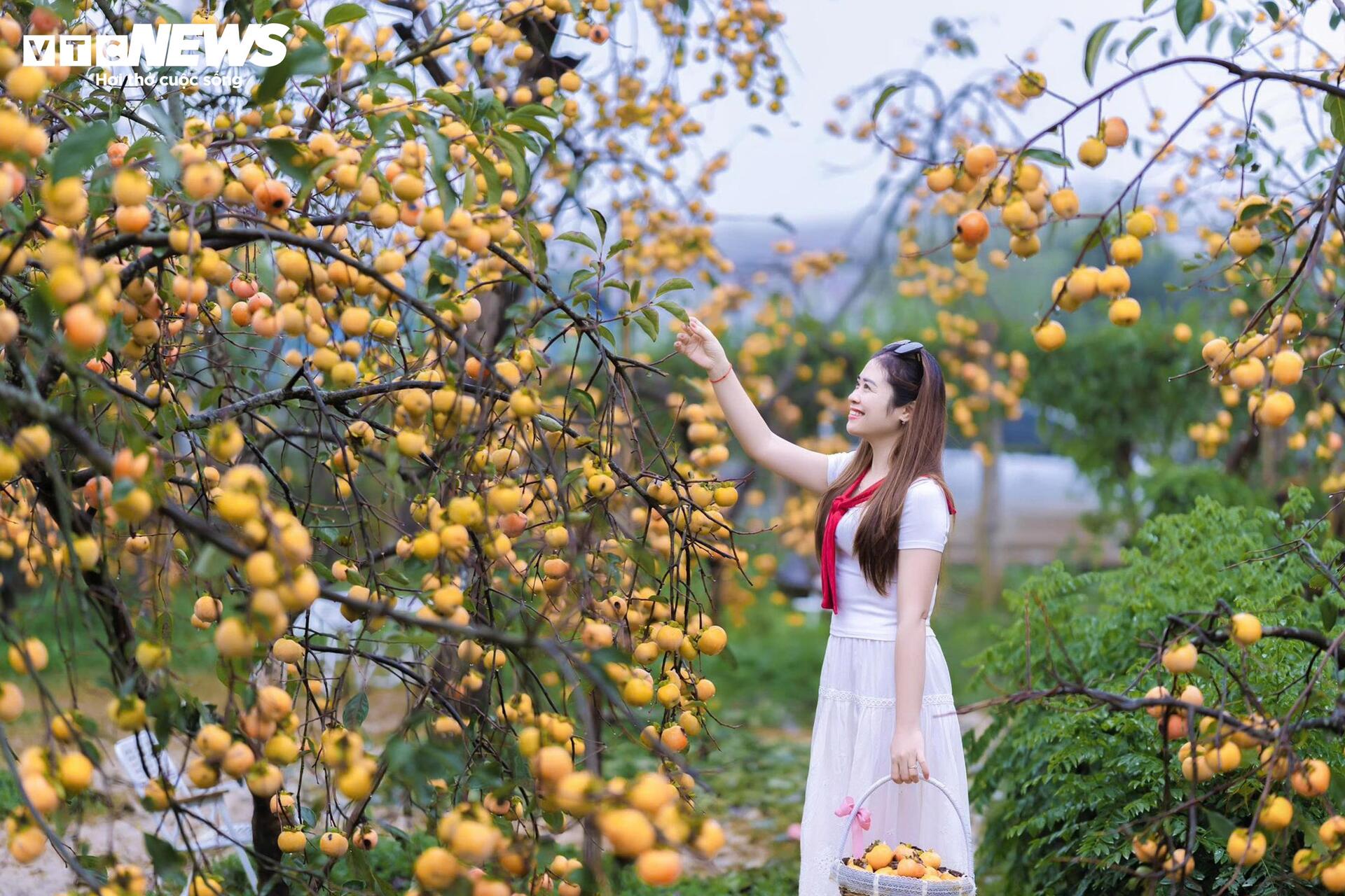 Cao nguyên Mộc Châu rực rỡ mùa hồng chín, níu chân du khách gần xa- Ảnh 4.
