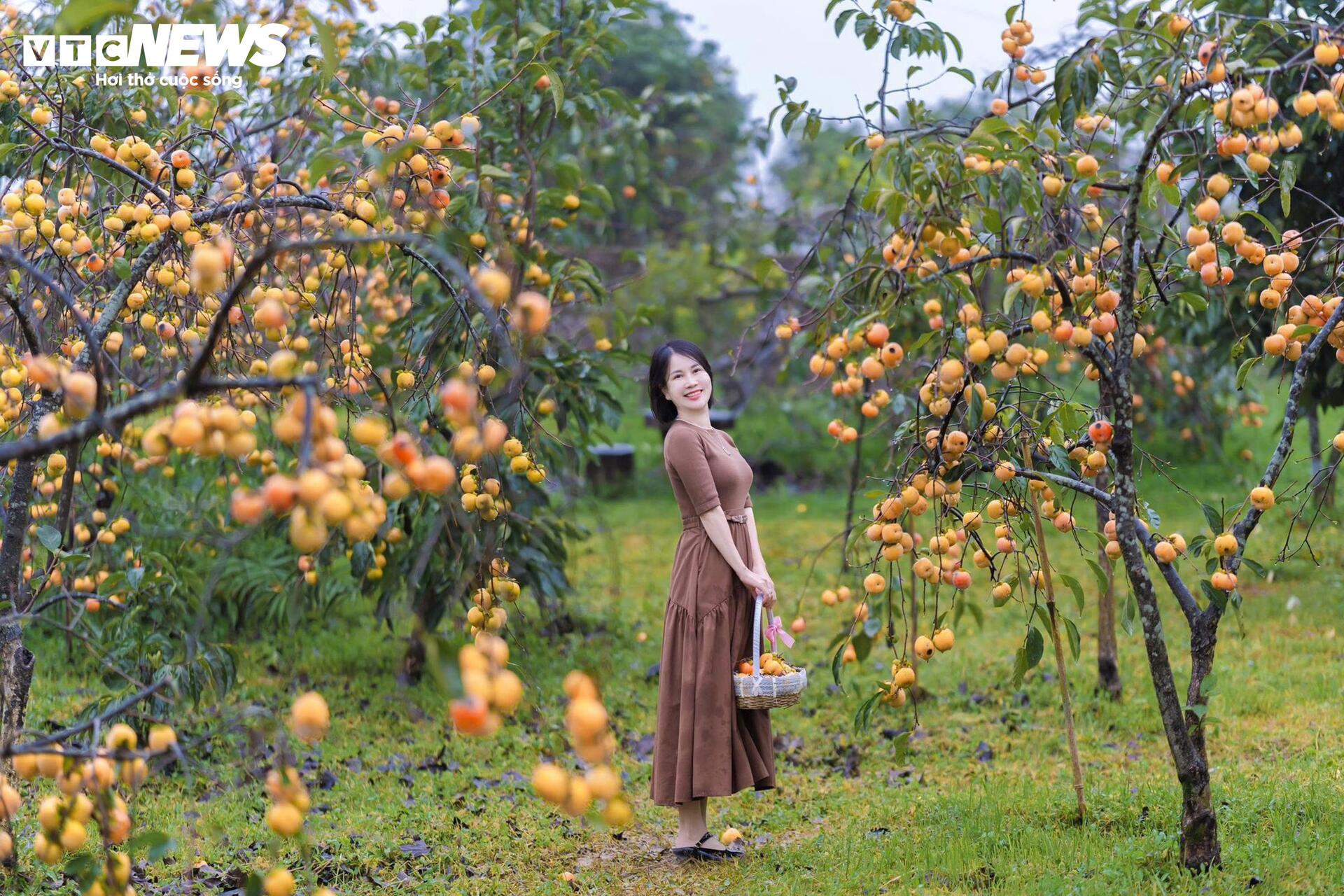 Cao nguyên Mộc Châu rực rỡ mùa hồng chín, níu chân du khách gần xa- Ảnh 6.