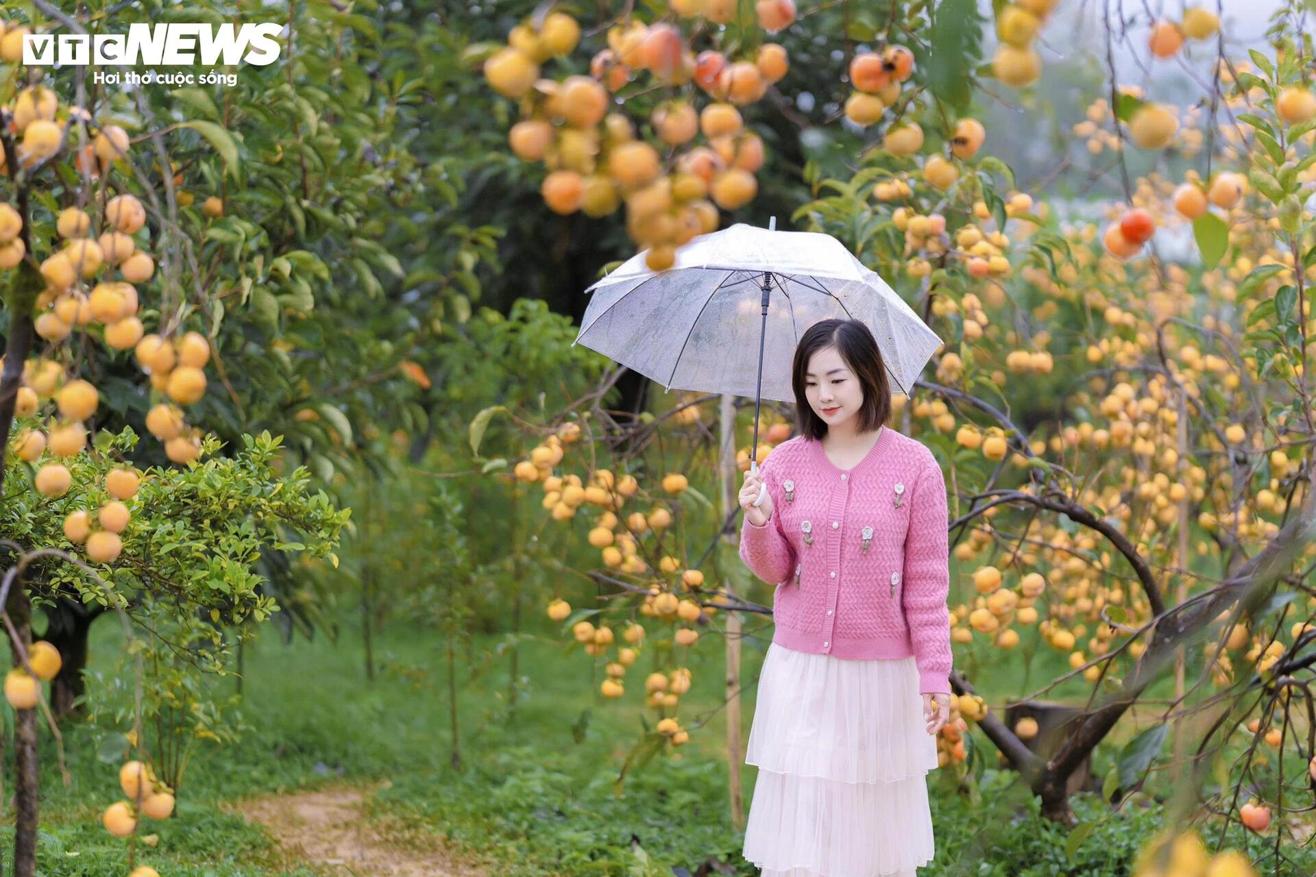 Cao nguyên Mộc Châu rực rỡ mùa hồng chín, níu chân du khách gần xa- Ảnh 7.