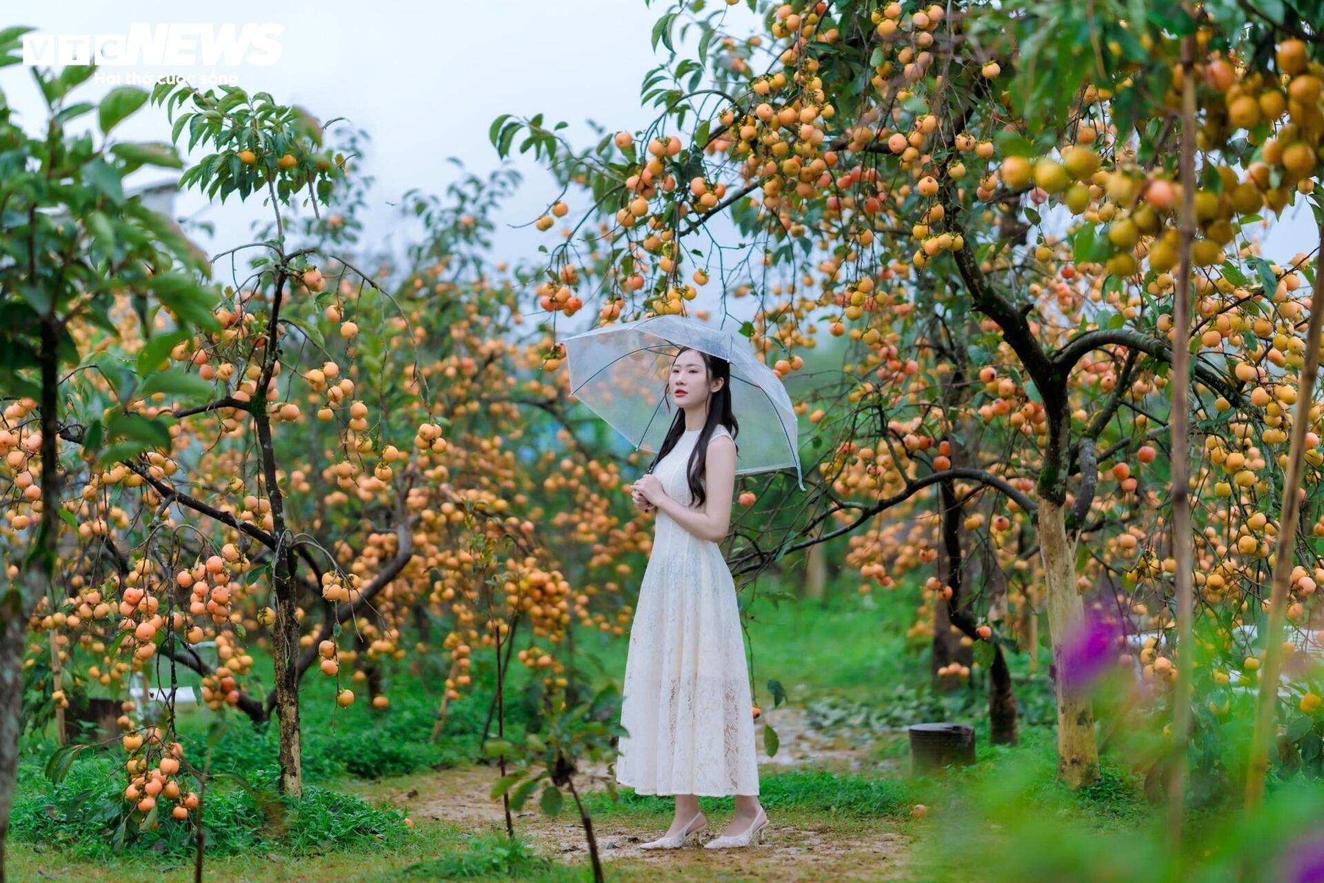 Cao nguyên Mộc Châu rực rỡ mùa hồng chín, níu chân du khách gần xa- Ảnh 8.