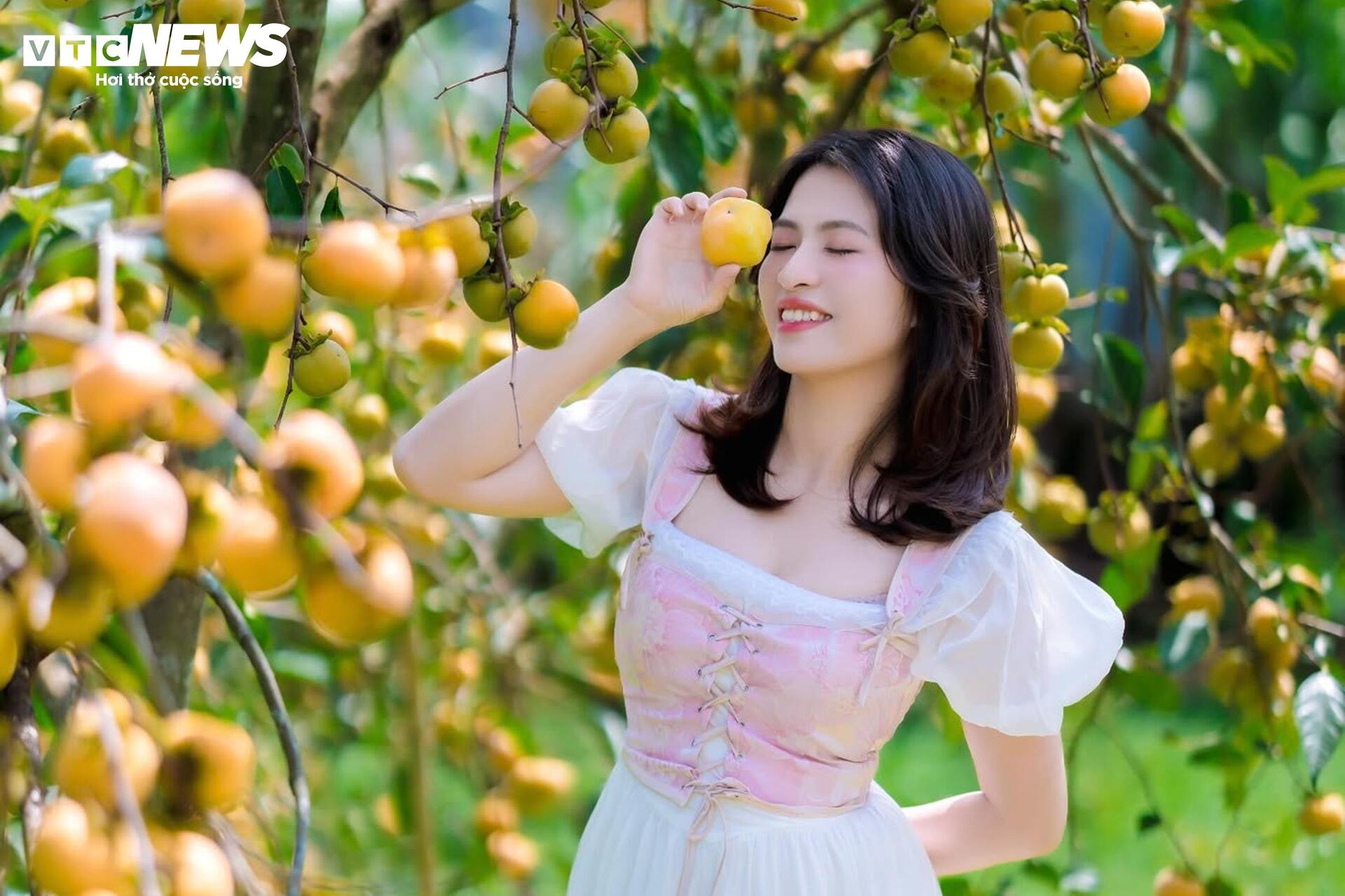 Cao nguyên Mộc Châu rực rỡ mùa hồng chín, níu chân du khách gần xa- Ảnh 10.