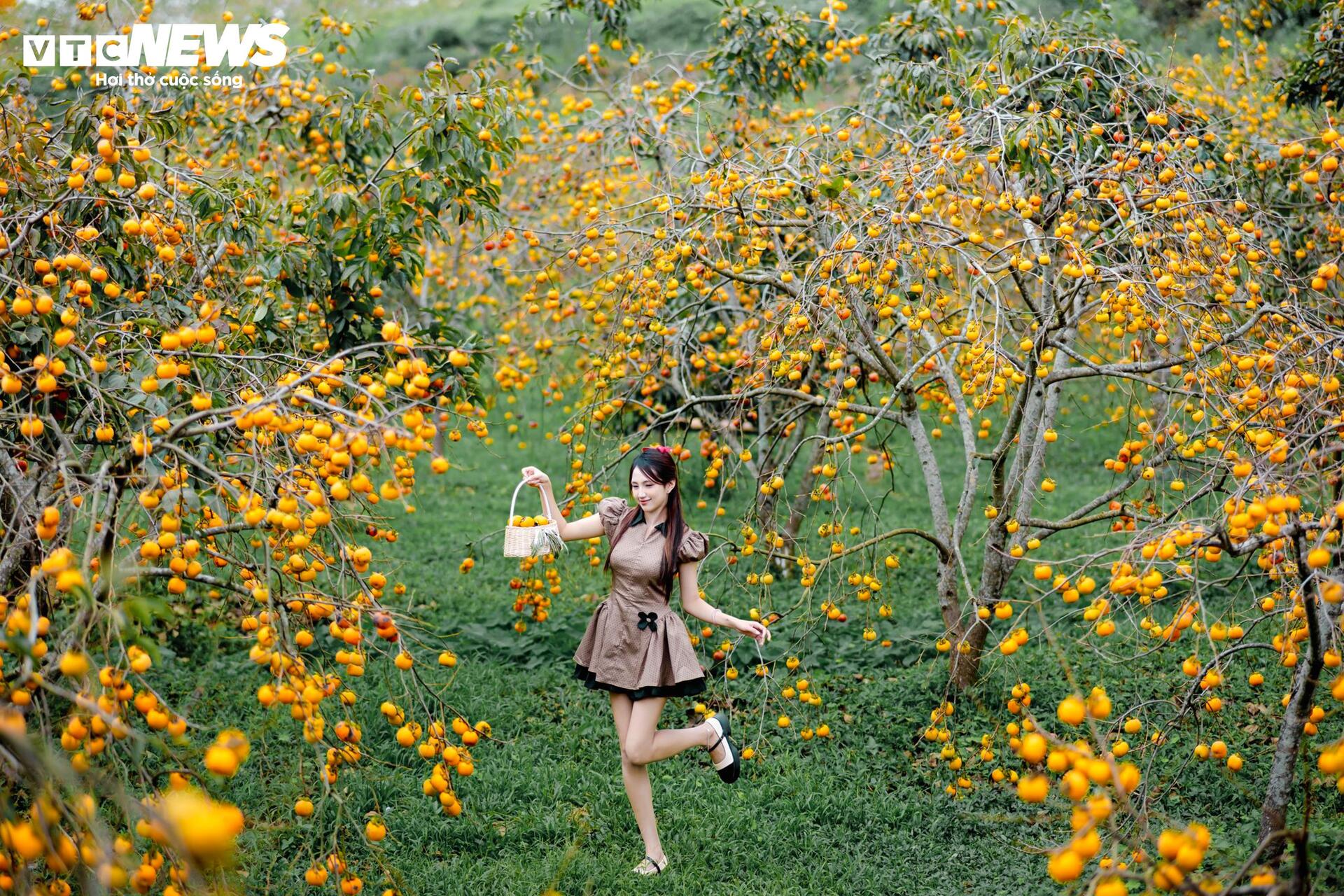 Cao nguyên Mộc Châu rực rỡ mùa hồng chín, níu chân du khách gần xa- Ảnh 1.