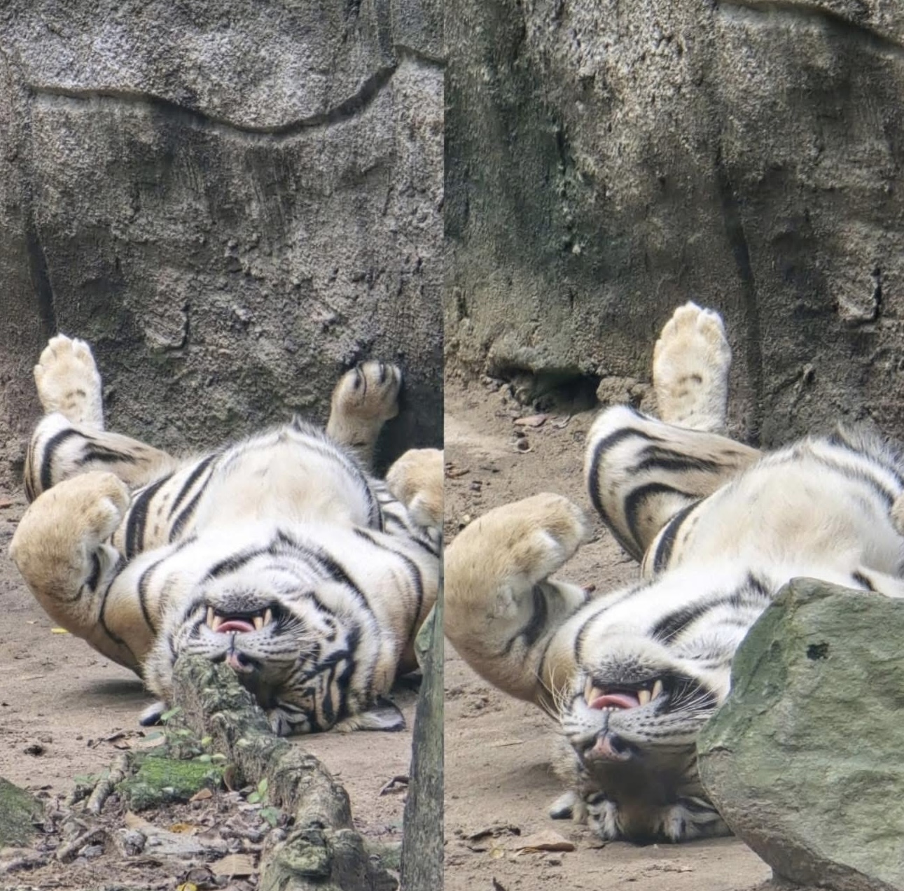 Không ngờ tới những 