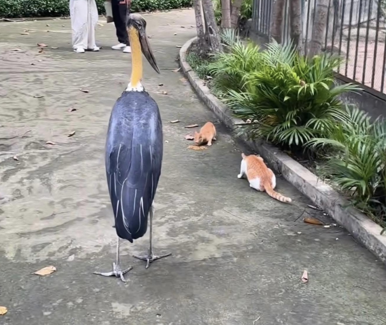 Không ngờ tới những 