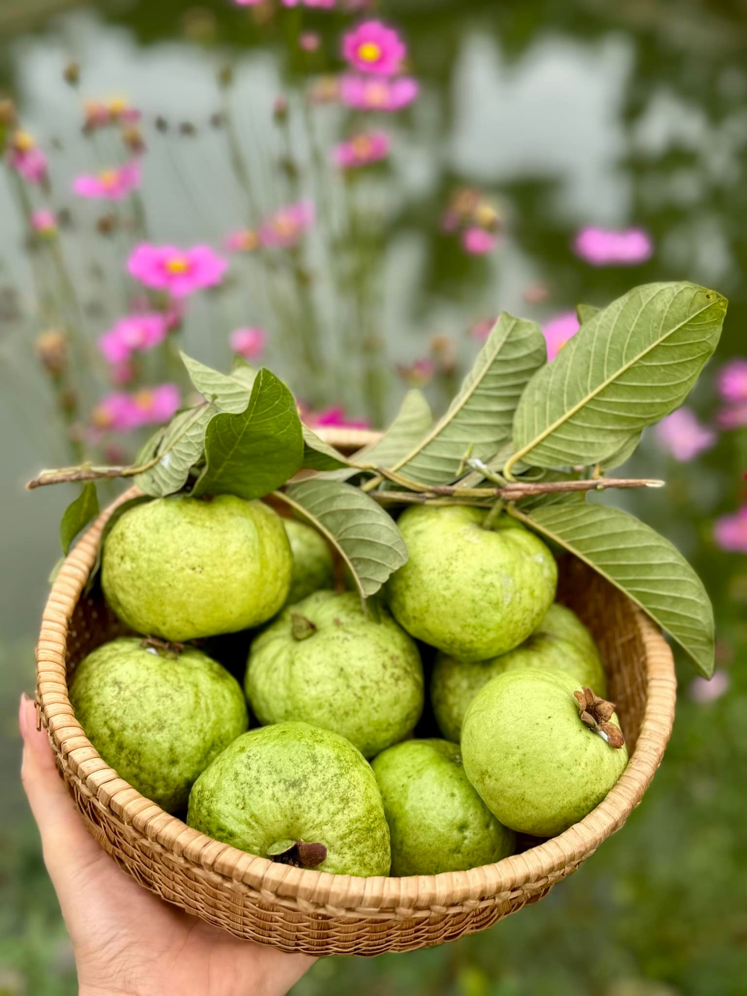 Chuyện ăn uống của Mỹ Tâm gây bất ngờ lớn- Ảnh 16. Chuyện ăn uống của Mỹ Tâm gây bất ngờ lớn- Ảnh 16.