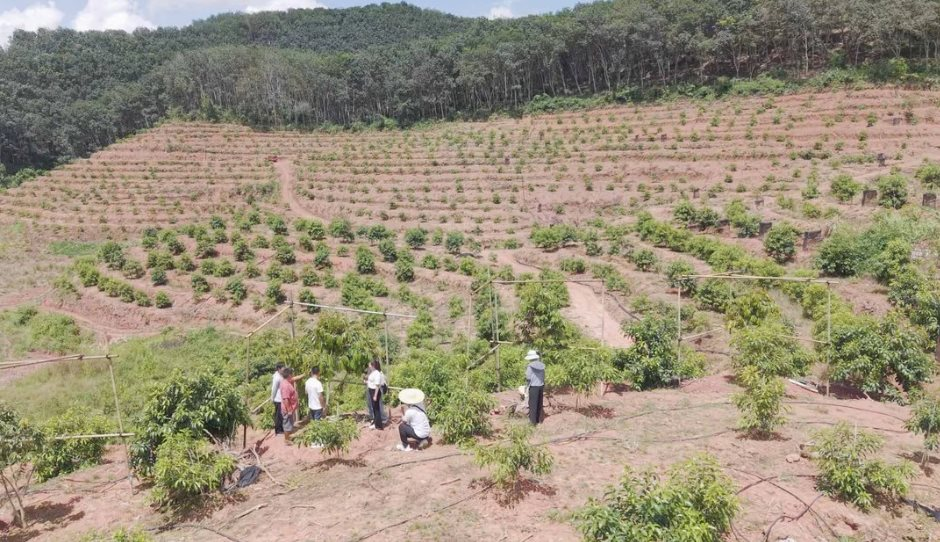 Trung Quốc tuyên bố vừa thử nghiệm thành công sầu riêng tại Vân Nam: Hướng tới giấc mơ “tự do sầu riêng”, diện tích trồng ra sao?- Ảnh 1.