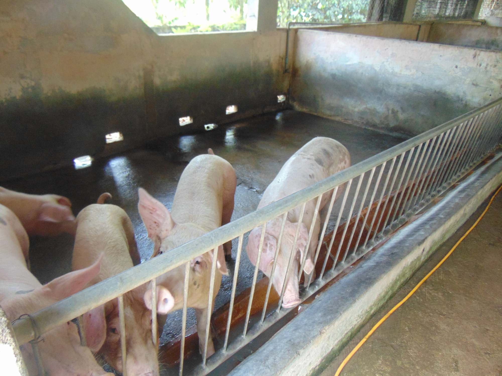 Giá heo hơi hôm nay giảm sâu- Ảnh 1. Giá heo hơi hôm nay giảm sâu- Ảnh 1.