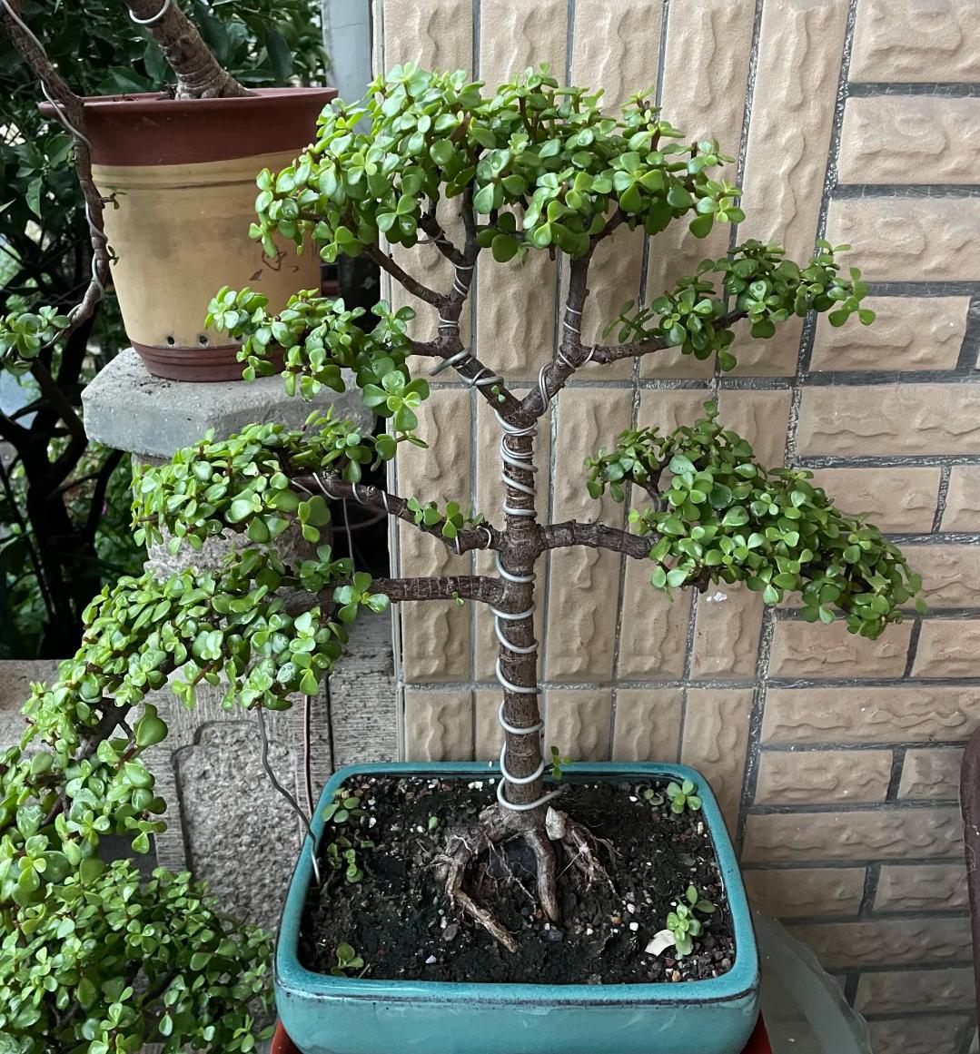 Tôi buộc phải bỏ cây ngọc bích đã trồng suốt 8 năm: Bốn lý do khiến “cây tài lộc” trở thành gánh nặng trong nhà- Ảnh 3.