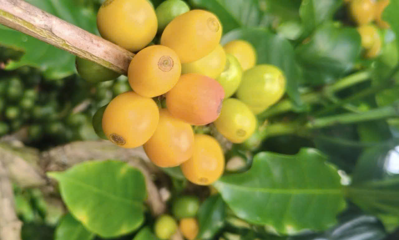 Giá cà phê hôm nay 12-11: Arabica lại tăng nóng, Robusta có diễn biến bất ngờ- Ảnh 1. Giá cà phê hôm nay 12-11: Arabica lại tăng nóng, Robusta có diễn biến bất ngờ- Ảnh 1.