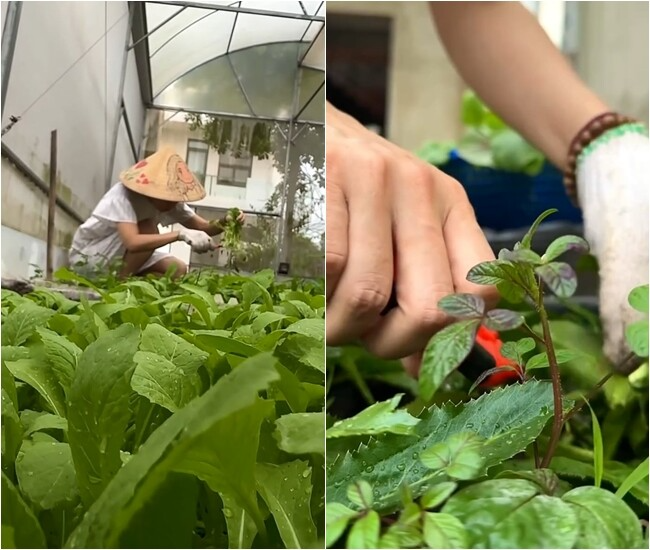 Chuyện ăn uống của Mỹ Tâm gây bất ngờ lớn- Ảnh 4. Chuyện ăn uống của Mỹ Tâm gây bất ngờ lớn- Ảnh 4.