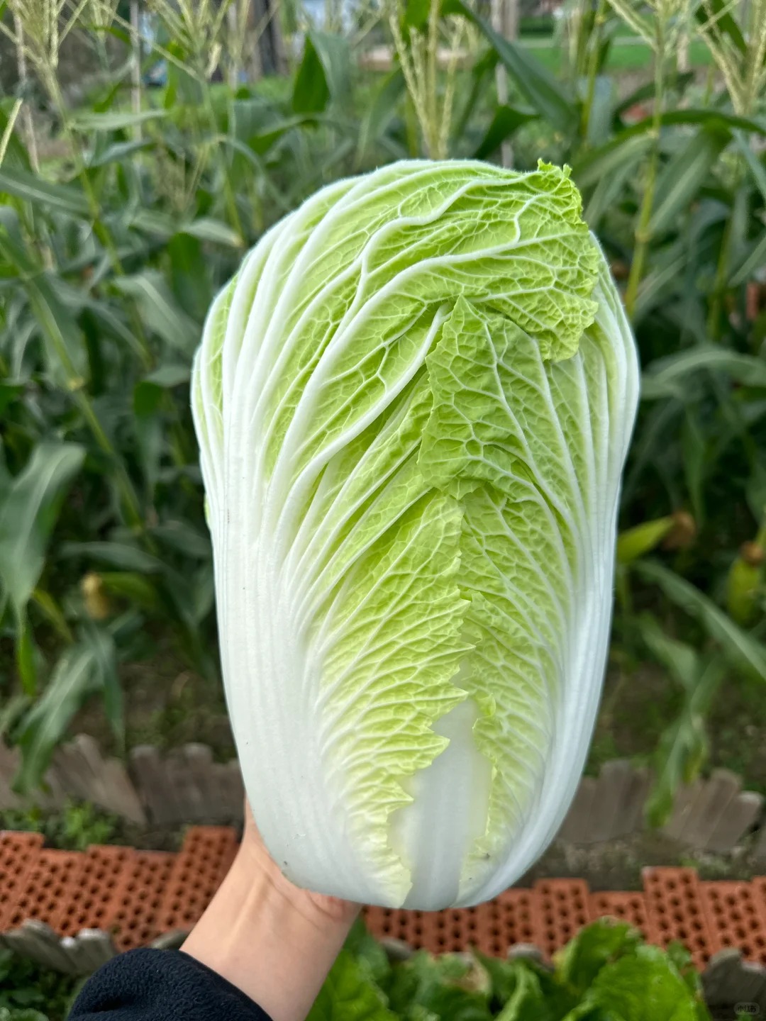 Mẹo chọn cải thảo siêu chuẩn của dân bán rau: Nhìn một chỗ ít ai để ý, là biết ngay ngon hay dở!- Ảnh 3.