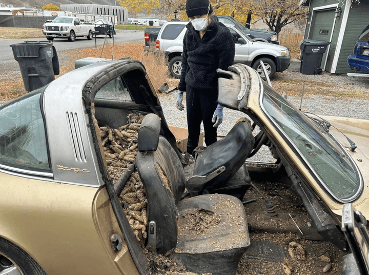 Chiếc Porsche 911 Targa cổ nằm trong rừng thông 31 năm bất ngờ được phát hiện- Ảnh 2.