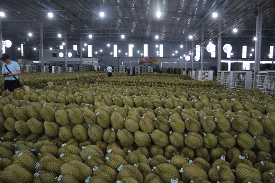 Sầu riêng Việt trước bài học lớn- Ảnh 1.