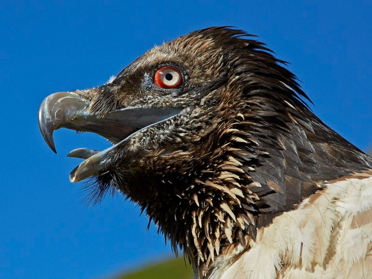 Kền kền thay đổi tập tính: Từ loài ăn xác thối trở thành 'kẻ săn mồi', hai vụ việc rúng động nước Pháp phơi bày sự thật đáng sợ- Ảnh 3. Kền kền thay đổi tập tính: Từ loài ăn xác thối trở thành 'kẻ săn mồi', hai vụ việc rúng động nước Pháp phơi bày sự thật đáng sợ- Ảnh 3.