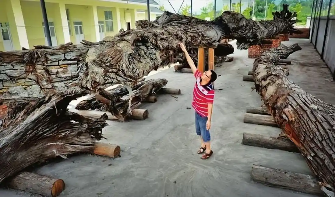 Người đàn ông đào được khúc gỗ đen sì tỏa ra mùi thơm, dài hơn 30m, nặng 60.000 kg: Cảnh sát lập tức phong tỏa hiện trường- Ảnh 3.