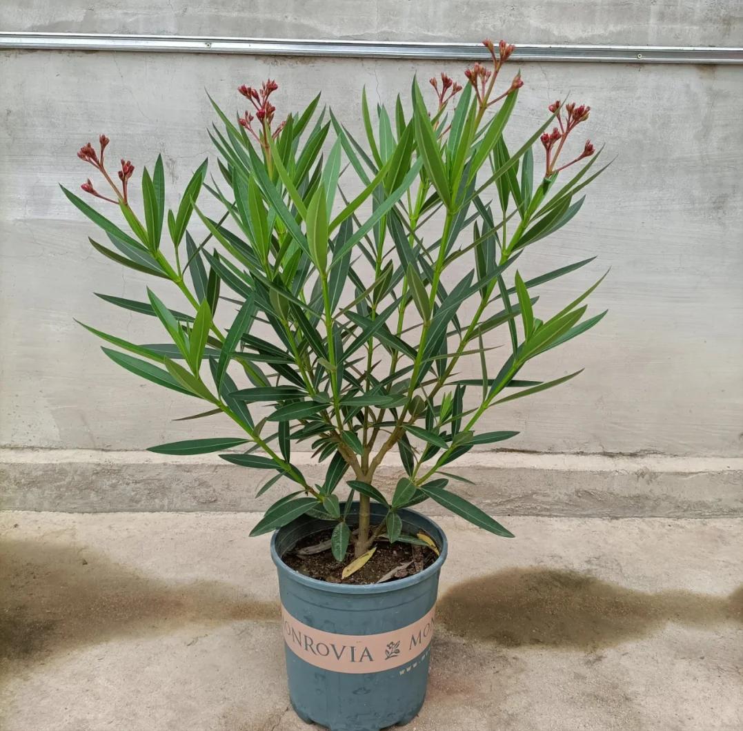 May mắn lắm tôi mới biết để bỏ 5 loại hoa này trong nhà: “Hoa thì tươi, còn người thì không” - nếu nhà bạn có, nên chuyển chúng ra ngoài ngay- Ảnh 2.