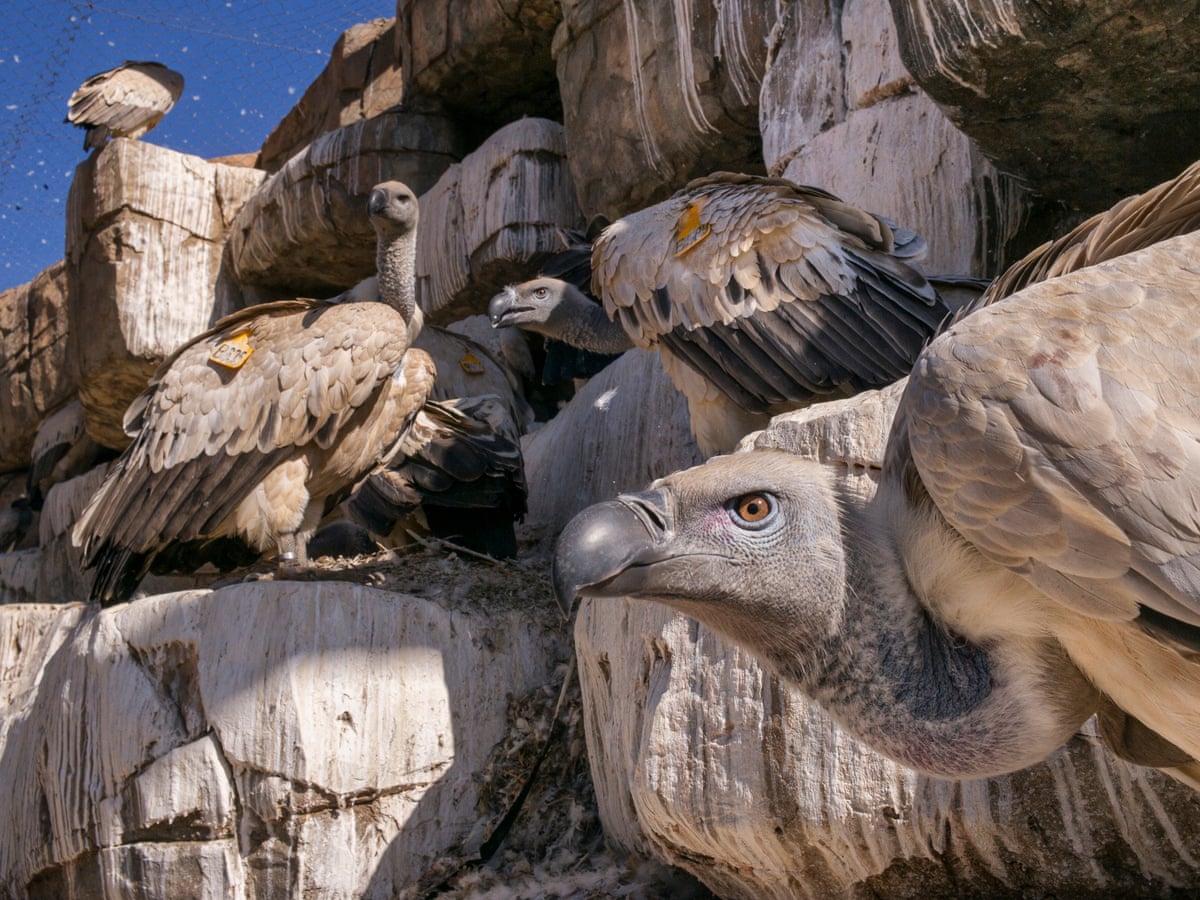 Kền kền thay đổi tập tính: Từ loài ăn xác thối trở thành 'kẻ săn mồi', hai vụ việc rúng động nước Pháp phơi bày sự thật đáng sợ- Ảnh 2. Kền kền thay đổi tập tính: Từ loài ăn xác thối trở thành 'kẻ săn mồi', hai vụ việc rúng động nước Pháp phơi bày sự thật đáng sợ- Ảnh 2.