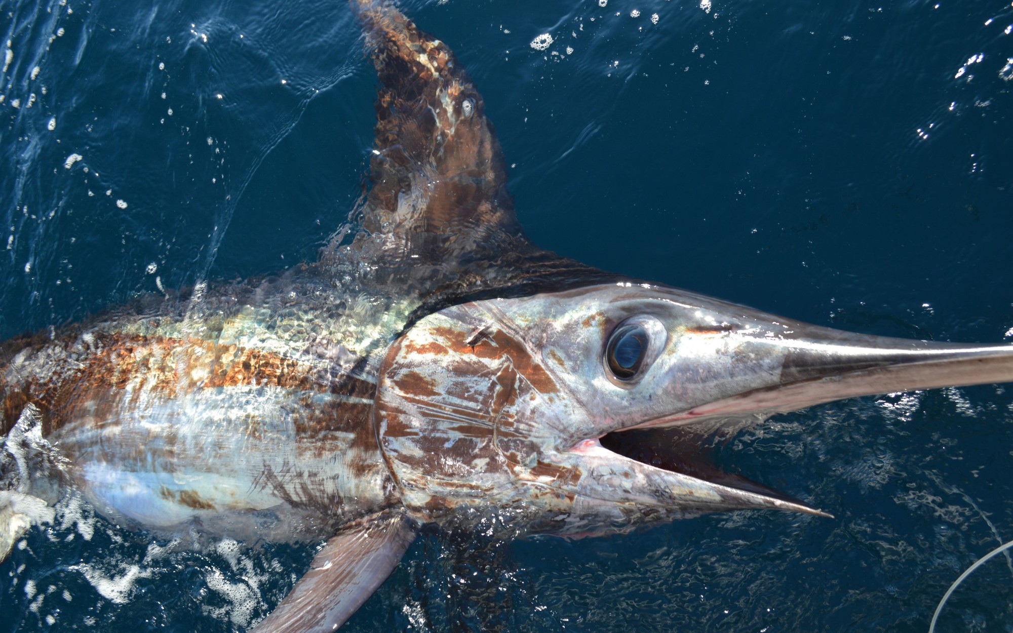 Top 5 loại cá "ngậm" nhiều thủy ngân nhất: Thích đến mấy cũng phải cẩn trọng- Ảnh 2. Top 5 loại cá "ngậm" nhiều thủy ngân nhất: Thích đến mấy cũng phải cẩn trọng- Ảnh 2.