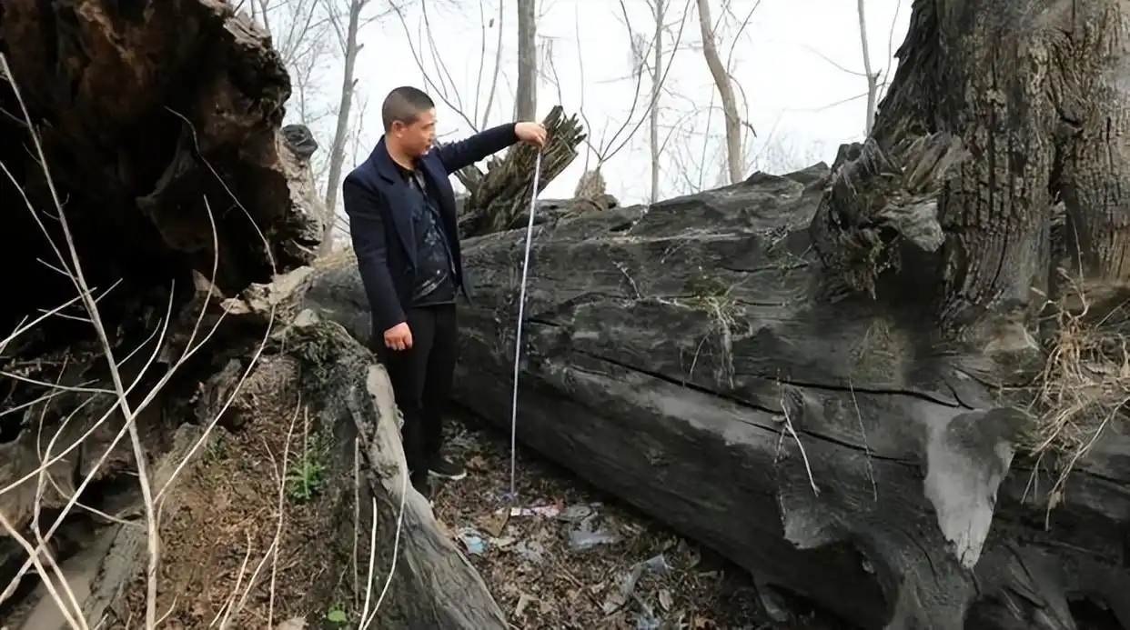 Người đàn ông đào được khúc gỗ đen sì tỏa ra mùi thơm, dài hơn 30m, nặng 60.000 kg: Cảnh sát lập tức phong tỏa hiện trường- Ảnh 4.