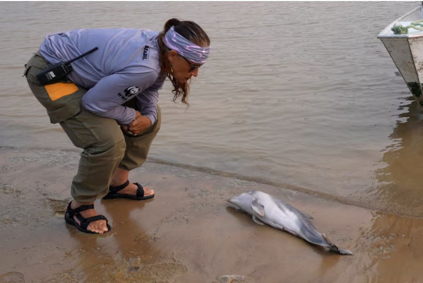 Hàng trăm cá heo chết dồn dập suốt 2 tháng ở Amazon, nước hồ chuyển đỏ: Giới khoa học đứng ngồi không yên- Ảnh 5.