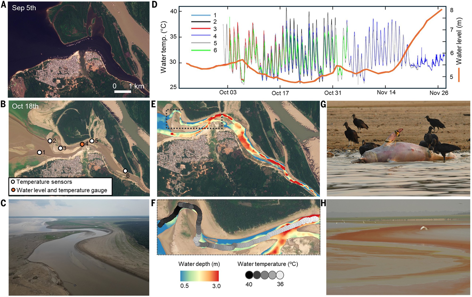 Hàng trăm cá heo chết dồn dập suốt 2 tháng ở Amazon, nước hồ chuyển đỏ: Giới khoa học đứng ngồi không yên- Ảnh 2.
