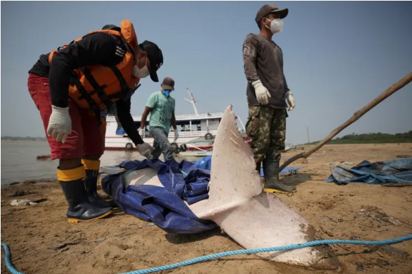 Hàng trăm cá heo chết dồn dập suốt 2 tháng ở Amazon, nước hồ chuyển đỏ: Giới khoa học đứng ngồi không yên- Ảnh 4.