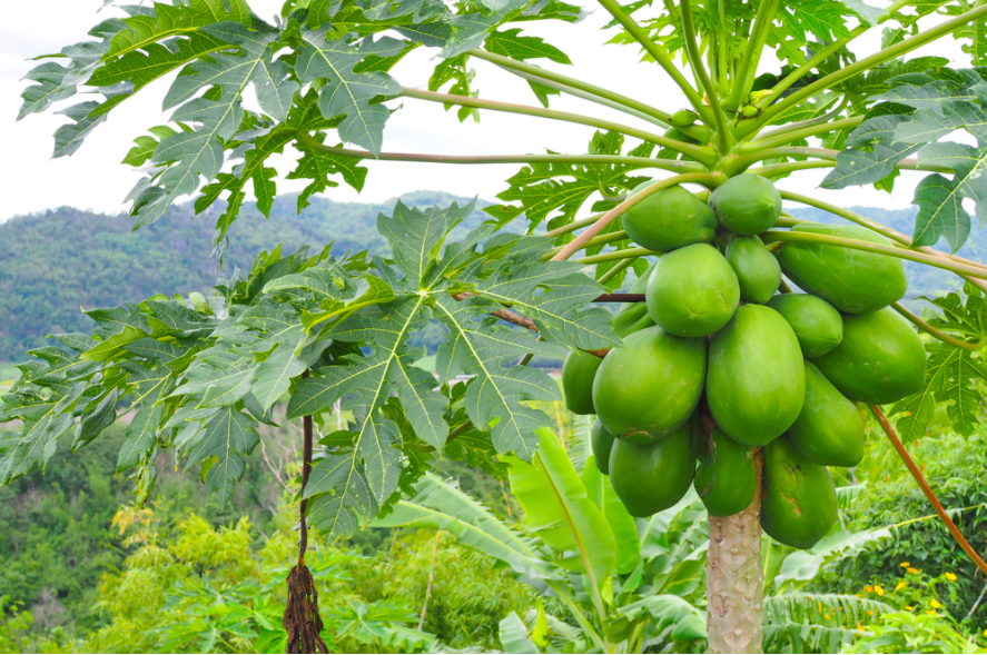 Việt Nam có loại lá được ví như “nhân sâm của người nghèo”: Giúp hạ đường huyết, chống viêm hiệu quả nhưng ít người dùng tới- Ảnh 2.
