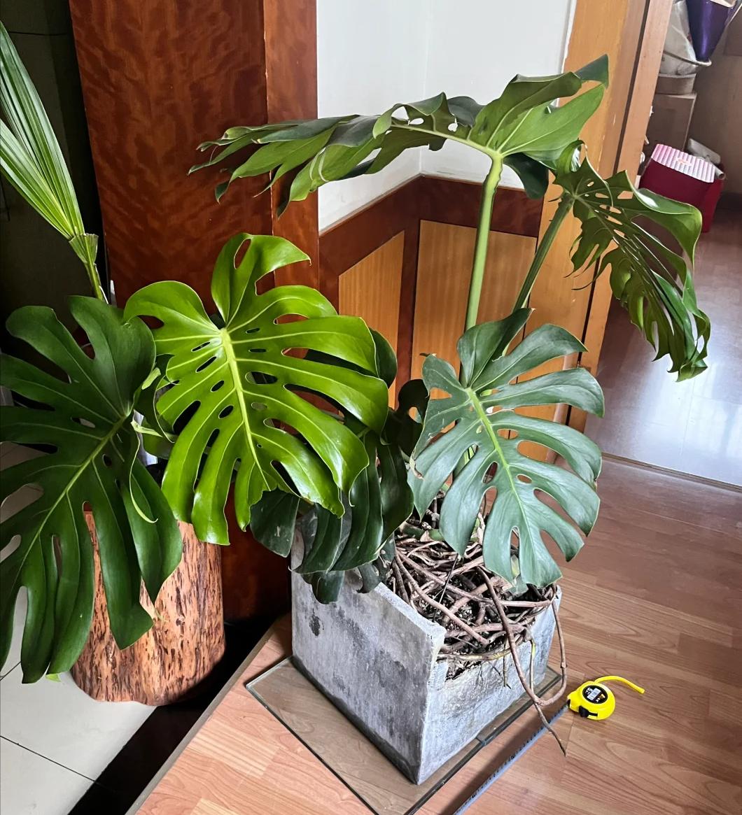 May mắn lắm tôi mới biết để bỏ 5 loại hoa này trong nhà: “Hoa thì tươi, còn người thì không” - nếu nhà bạn có, nên chuyển chúng ra ngoài ngay- Ảnh 5.