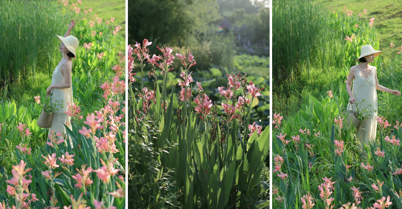 Hoa dong riềng bỗng hot: Loài hoa tưởng bị "ra rìa" nay gây sốt vì đẹp sang bất ngờ, nở rực ba mùa trong năm, trồng phát lên luôn- Ảnh 4.