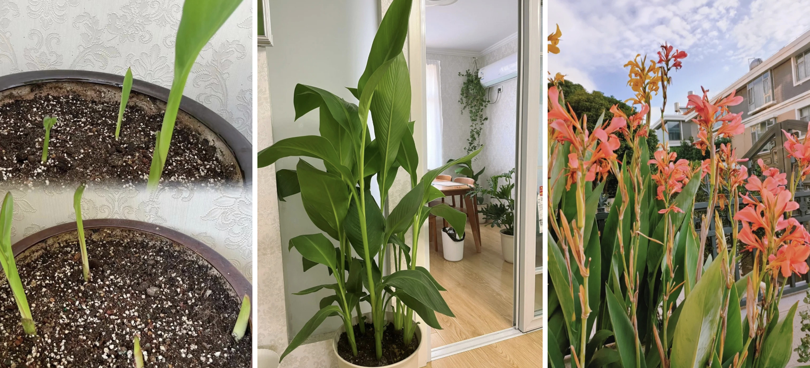 Hoa dong riềng bỗng hot: Loài hoa tưởng bị "ra rìa" nay gây sốt vì đẹp sang bất ngờ, nở rực ba mùa trong năm, trồng phát lên luôn- Ảnh 6.