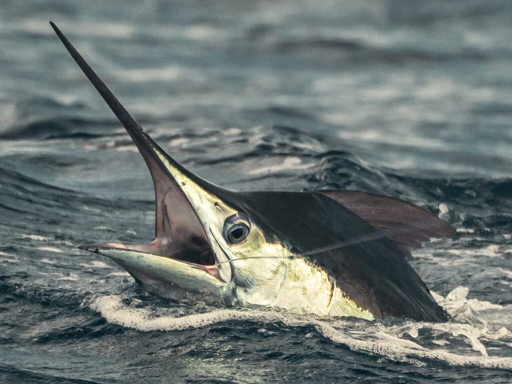 Top 5 loại cá "ngậm" nhiều thủy ngân nhất: Thích đến mấy cũng phải cẩn trọng- Ảnh 6. Top 5 loại cá "ngậm" nhiều thủy ngân nhất: Thích đến mấy cũng phải cẩn trọng- Ảnh 6.