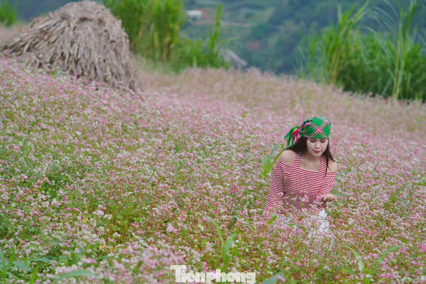 Đường kẹt cứng, khách sạn 'cháy' phòng mùa hoa tam giác mạch- Ảnh 10.