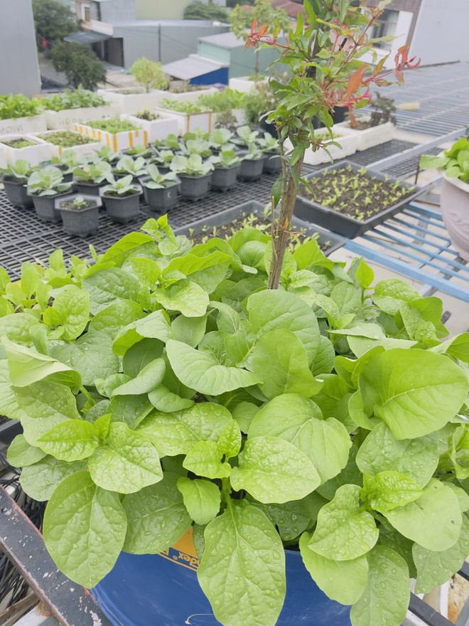 Giá rau hot nhất lúc này- Ảnh 7. Giá rau hot nhất lúc này- Ảnh 7.