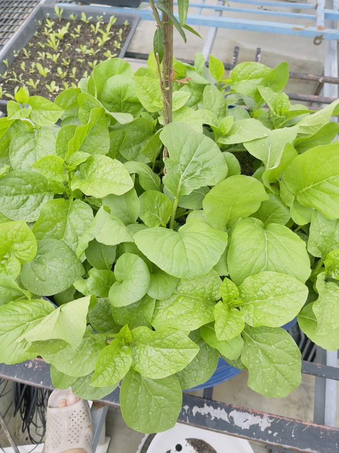 Giá rau hot nhất lúc này- Ảnh 9. Giá rau hot nhất lúc này- Ảnh 9.