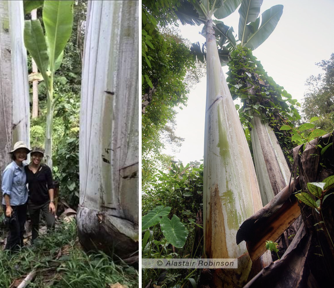 Quả chuối nặng tận 6kg, 4 người mới ăn hết: Nhìn thân cây còn choáng hơn- Ảnh 2. Quả chuối nặng tận 6kg, 4 người mới ăn hết: Nhìn thân cây còn choáng hơn- Ảnh 2.