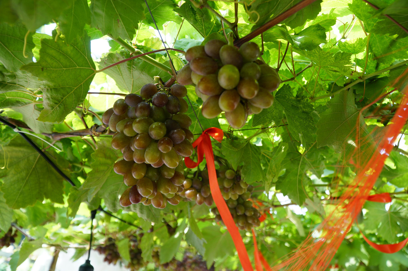 Uống cà phê xem cừu giữa vườn nho trĩu quả ở TPHCM- Ảnh 4.