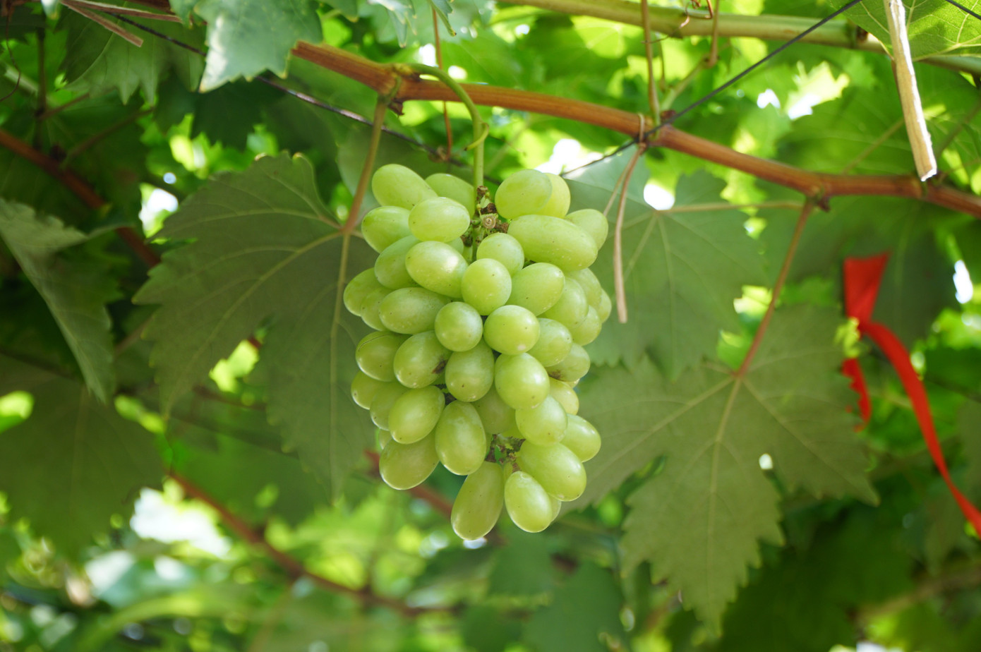 Uống cà phê xem cừu giữa vườn nho trĩu quả ở TPHCM- Ảnh 9.