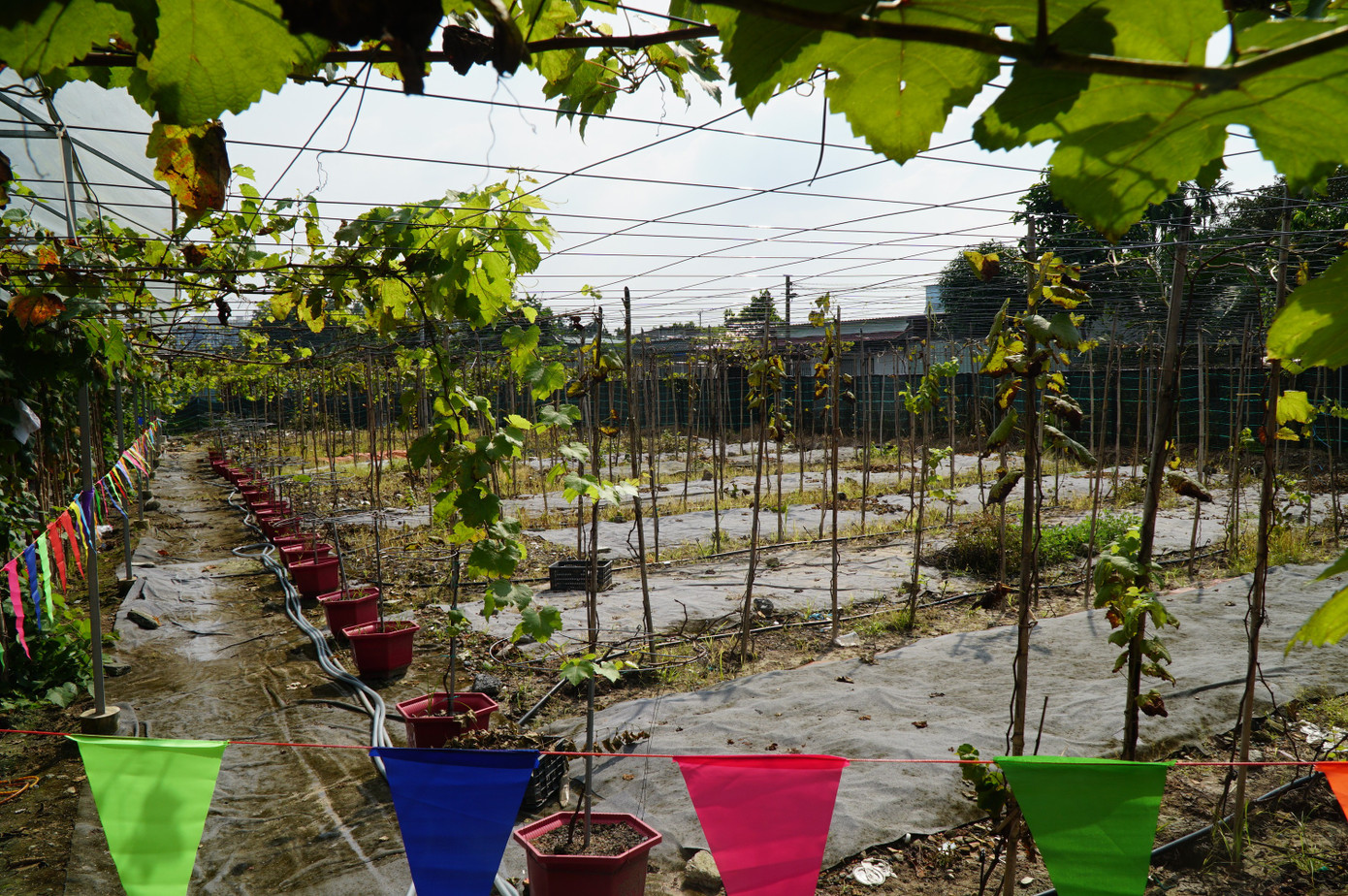 Uống cà phê xem cừu giữa vườn nho trĩu quả ở TPHCM- Ảnh 8.