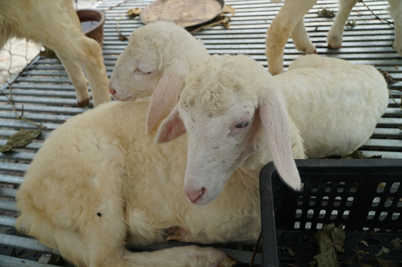 Uống cà phê xem cừu giữa vườn nho trĩu quả ở TPHCM- Ảnh 7.