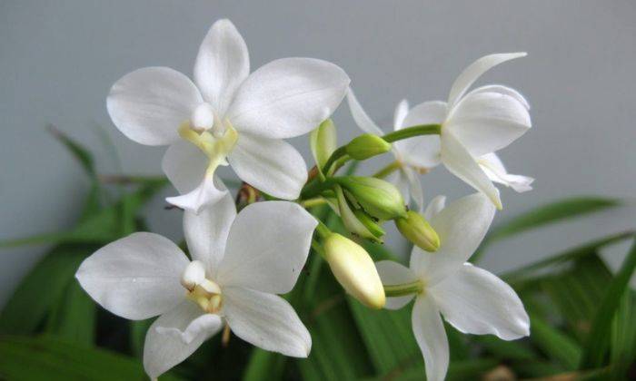 Trong nhà trồng 3 loại cây này tài lộc kéo vào như nước, người giàu cực thích, mang lại may mắn cho gia chủ- Ảnh 1. Trong nhà trồng 3 loại cây này tài lộc kéo vào như nước, người giàu cực thích, mang lại may mắn cho gia chủ- Ảnh 1.