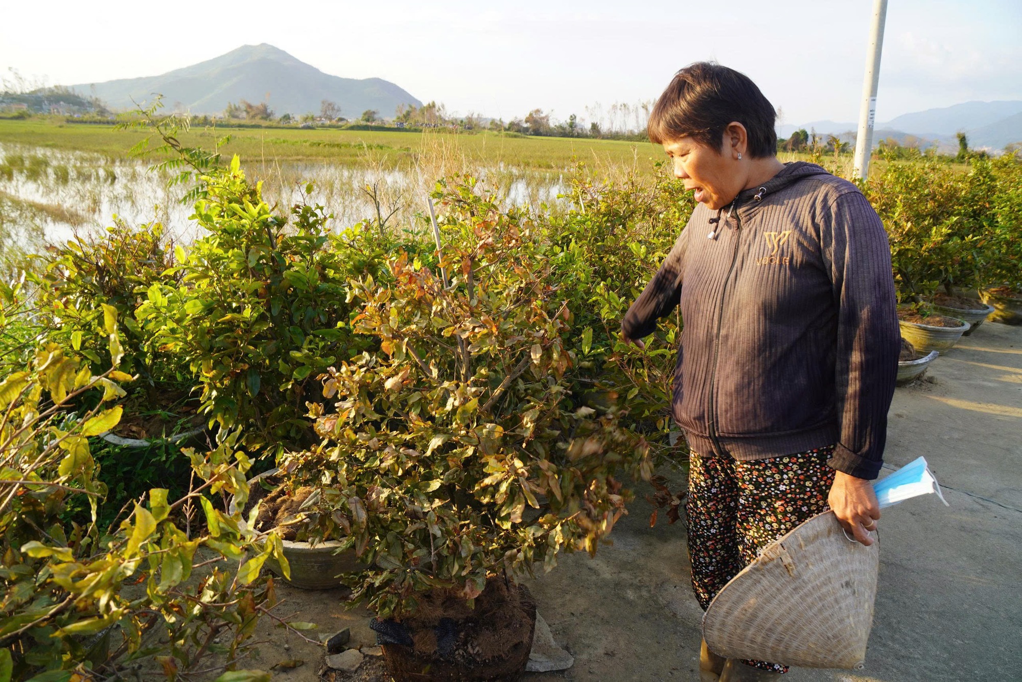 Xác xơ “thủ phủ” mai vàng miền Trung- Ảnh 2. Xác xơ “thủ phủ” mai vàng miền Trung- Ảnh 2.