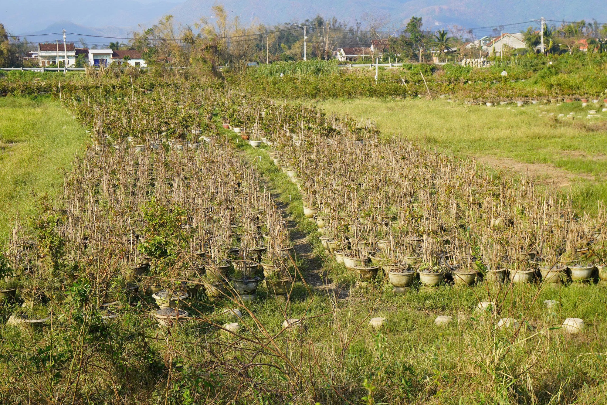 Xác xơ “thủ phủ” mai vàng miền Trung- Ảnh 1. Xác xơ “thủ phủ” mai vàng miền Trung- Ảnh 1.